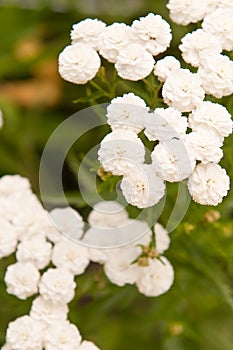 Achillea ptarmica