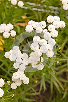Achillea ptarmica