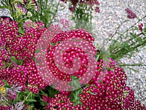 Achillea 'Summerwine'