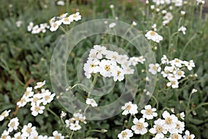 Achillea umbellata