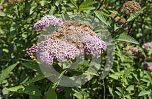 Achilles mellifluous or pink yarrow with sunrise.