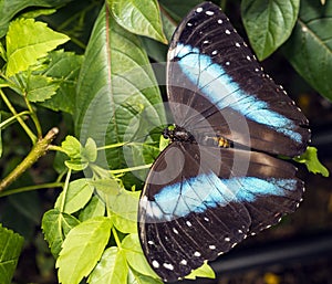 Achilles Morpho, Blue-banded Morpho butterfly