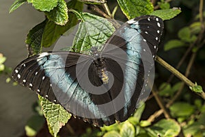 Achilles Morpho, Blue-banded Morpho butterfly