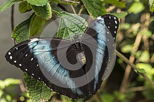 Achilles Morpho, Blue-banded Morpho butterfly