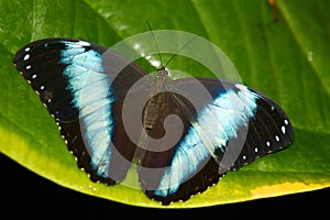 Achilles Morpho butterfly photo