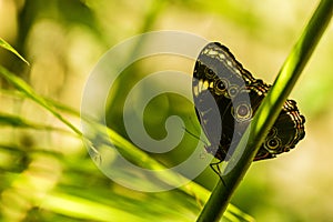 Achilles morpho butterfly on branch in sunshine