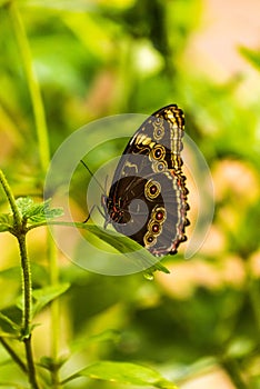 Achilles morpho with wings raised on leaf