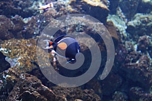 Achilles tang