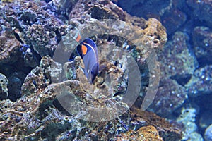 Achilles tang