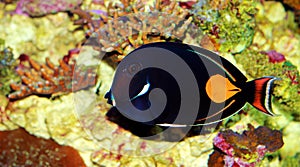 Achilles Tang - Acanthurus achilles