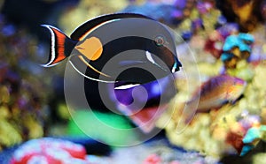 Achilles Tang - Acanthurus achilles