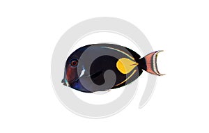 Achilles Tang - Acanthurus achilles