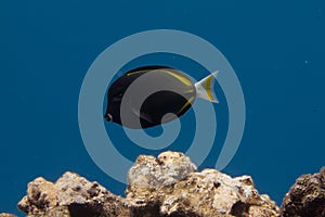 Achilles Tang Hybrid on Coral Reef