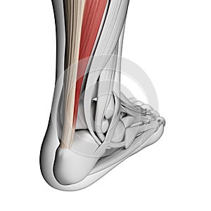 Achilles tendon