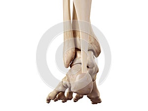 The achilles tendon