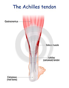 Achilles tendon. Human leg anatomy