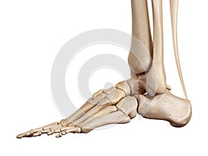 The achilles tendon photo