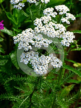 AchillÃÂ©e millefeuille Achillea millefolium photo