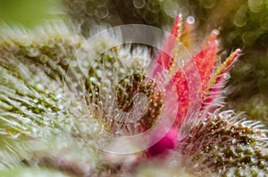 Achimenes skinneri macro