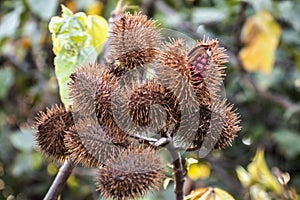 Achiote Bixa orellana is a large shrub or small tree produces spiny red fruits popularly called urucum