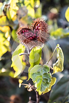 Achiote Bixa orellana is a large shrub or small tree produces spiny red fruits popularly called urucum`