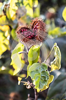 Achiote Bixa orellana is a large shrub or small tree produces spiny red fruits popularly called urucum` photo