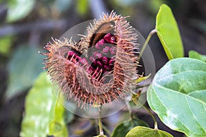Achiote Bixa orellana is a large shrub or small tree produces spiny red fruits popularly called urucum` photo