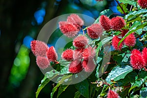 Achiote Fruit Detailed