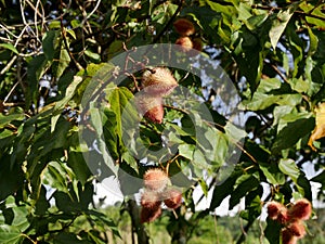 achiote fruits growing on bixa orellana tree