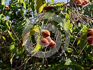 achiote fruits growing on bixa orellana tree, seed pods maturing