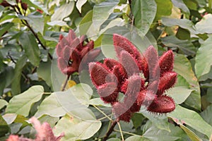 achiote on tree for harvest photo