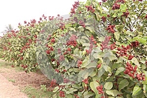 achiote on tree for harvest photo