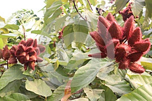 achiote on tree for harvest photo