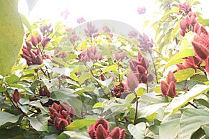 achiote on tree for harvest photo