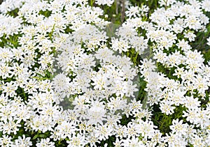 Achollea alpina Yarrow, Yarrow White in bloom