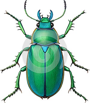 Vibrant Achrioptera stick insect with elegant natural posture.