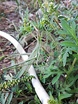 Achurum carinatum Leptysma marginicollis