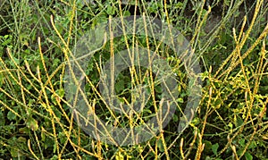 Achyranthes aspera - nayuruvi -Chaff-flower