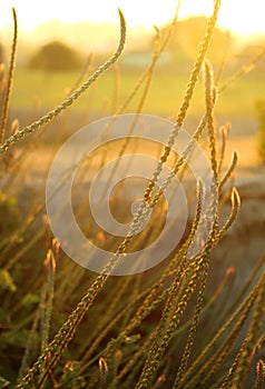 Chaff-flower-Achyranthes aspera - nayuruvi with sunset photo