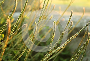 Achyranthes aspera - nayuruvi -Chaff-flower photo