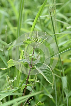 Achyranthes bidentata var. tomentosa