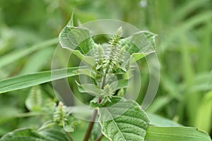 Achyranthes bidentata var. tomentosa