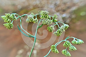 Achyrocline satureioides flower buds