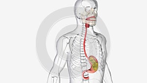 Acid reflux occurs when the sphincter muscle at the lower