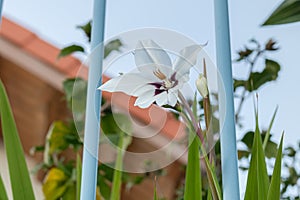 Acidanthera Gladiolus Callianthus flower outdoors