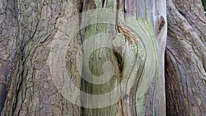 Acient Dry Forest Tree Closeup