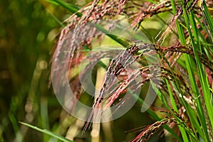 Acient rice varieties cultivation. called Kodaimai in Japan.