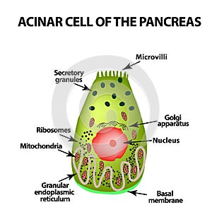 Acinar cell of the pancreas. Acinus. Infographics. Vector illustration on isolated background photo