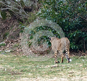 Acinonyx is a genus within the cat family, gepard