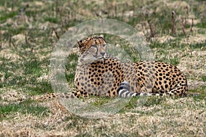 Acinonyx is a genus within the cat family, gepard